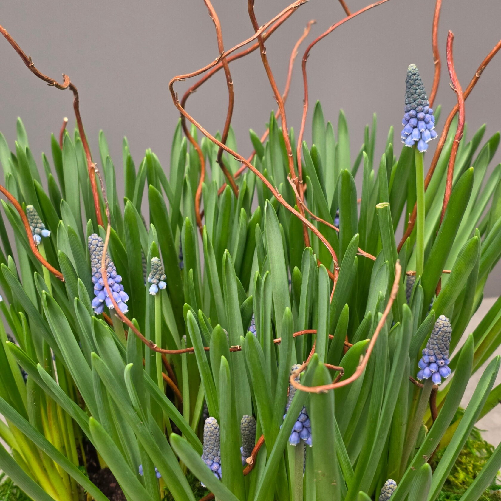 Blue Muscari Spring Garden