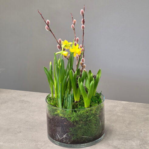 Spring bulb garden with daffodils, hyacinths and pussy willow in glass planter Oakville florist