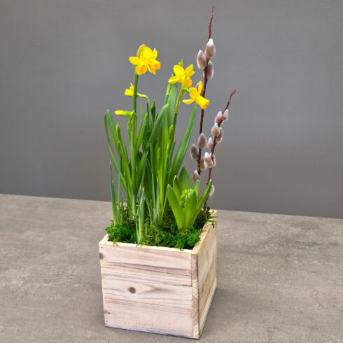 Spring daffodil bulb planter with pussy willow in wooden box Oakville florist