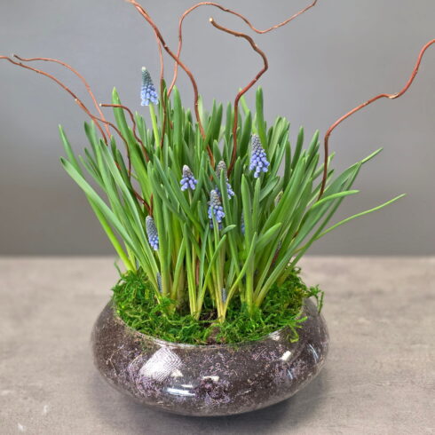 Spring muscari bulb arrangement in a glass bowl with moss and decorative branches – BLOOMSI flower shop Oakville Mississauga