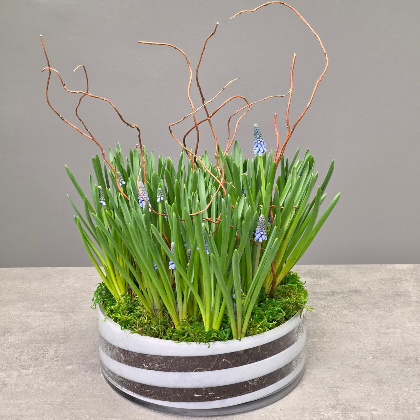 Blue Muscari Spring Garden