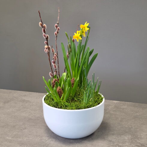 Spring narcissus and hyacinth bulb arrangement with pussy willow in white pot
