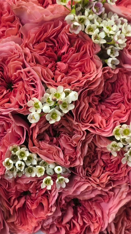 Mother’s Day is almost here 💕
Make her smile with something truly special

Order now to surprise the most important woman in your life 🌸

Order online: www.bloomsi.ca⁠
Pickup in Oakville
Delivery across GTA & Toronto
1131 Invicta Dr, Oakville
+1 416 624 4947

#bloomsi #mothersday #oakvilleflorist #torontoflowers #flowerdelivery